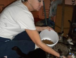 Волонтер из Севастополя помогает бездомным кошкам